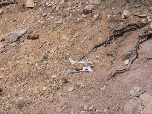 Wall Canyon climb-out (semi-arid, rocky, shrub terrain).